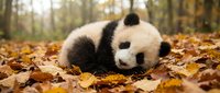 Young giant panda resting on autumn leaves in forest setting, endangered wildlife in natural habitat for conservation and nature education.