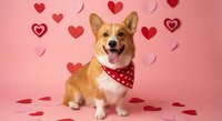 Adorable corgi dog wearing red polka dot bandana sitting on pink background with heart decorations for Valentine's Day celebration and pet love concept.