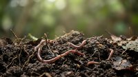 Earthworms in rich soil with organic matter, essential for gardening, composting, and agricultural education or environmental projects.