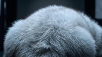 Close-up macro view of soft gray animal fur texture showing natural hair patterns and follicles for backgrounds and design projects.