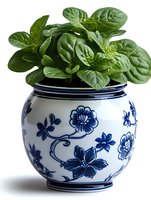 Fresh spinach leaves growing in decorative white and blue ceramic pot with traditional floral pattern, isolated on white background for culinary and gardening concepts.