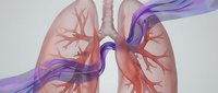Transparent lungs with red bronchial tree and purple blood vessels flowing through, isolated on white background for medical education, healthcare presentations, and anatomical design projects.