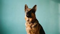 German Shepherd dog portrait on turquoise background. Professional studio pet photography for veterinary, training, and animal care marketing materials.