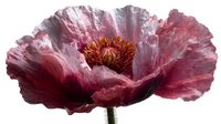 Pink poppy flower with delicate ruffled petals and golden center isolated on white background for botanical design and floral decoration projects.