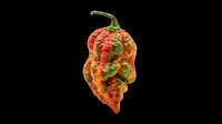 Ripe wrinkled hot chili pepper with orange and green tones, isolated on transparent background, ready for stickers, t-shirt design, print on demand, and clipart use.