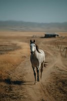 Gray and white horse walking on rural dirt road through arid landscape with distant barn and fence, suitable for ranch, western, and agricultural design projects.