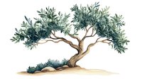 Watercolor olive tree with twisted trunk and sage green foliage growing on sandy ground, Mediterranean style botanical art for wall decor and stationery design.