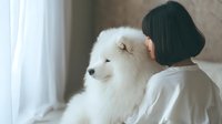Tender moment between Asian woman with short dark hair and fluffy white Samoyed dog in bright, minimalist home setting.