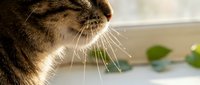Tabby cat with prominent whiskers resting on windowsill, blurred green plants in background, warm natural light, suitable for pet care and lifestyle content.