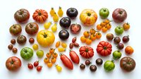 Assorted heirloom tomatoes in various sizes, colors and varieties including red, yellow, orange, green and striped cultivars arranged on white background for culinary use.