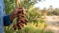 Farmer holding fresh date palm fruit bunch in hand at plantation farm, harvesting ripe dates outdoors.
