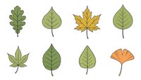 Collection of eight different leaf shapes including oak, maple, and ginkgo leaves in green and autumn colors isolated on white background for design projects.