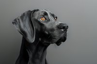 Black Great Dane dog with amber eyes in profile view against dark background, dramatic studio lighting highlights noble expression and distinctive breed features.