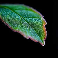 Fresh green leaf with morning dew drops on dark background, macro photography showing nature details and water condensation patterns on plant surface.