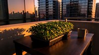 Urban rooftop garden with lush green microgreens in wooden planter on table during golden hour sunset, city skyline backdrop, natural lighting for wellness and sustainable living concepts.