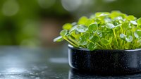 Fresh microgreens growing in black container with water drops, vibrant green sprouts on blurred natural background, healthy organic food concept.