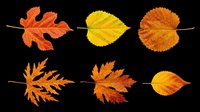 Autumn leaves in various stages of seasonal color change, isolated on transparent background. Ready for t-shirt designs, clipart, stickers, print-on-demand products, and sublimation projects.