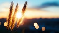 Golden pampas grass plumes silhouetted against warm sunset sky with soft bokeh lights creating peaceful natural landscape scene for relaxation and mindfulness.