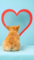 Orange tabby cat sitting with back turned toward red heart shape on turquoise background for Valentine's Day romance and pet love concepts.