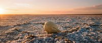 Seashell resting on sandy beach at golden hour sunset, with calm ocean waves and warm sky in background, suitable for travel and nature designs.
