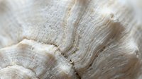 Close-up macro view of natural wood grain texture showing detailed fiber patterns and organic lines in warm beige tones for background design projects.
