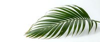 Single tropical palm leaf with elegant curved fronds isolated on white background for natural design elements and botanical decorations.