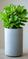 Vibrant green jade plant with thick glossy leaves growing in modern cylindrical concrete planter against neutral background, suitable for minimal home decor styling.