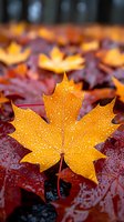 Vibrant yellow maple leaf covered in morning dew drops against red autumn foliage background, macro nature photography showing seasonal change and fall colors.