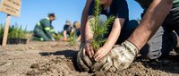 Close-up of hands planting young evergreen seedling in soil during environmental restoration project with volunteers working in background.