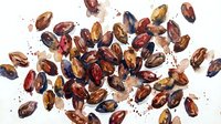 Roasted cacao beans scattered on white background, isolated for design use on packaging, culinary content, and food industry applications.