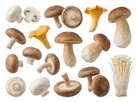 Isolated mushroom varieties including button, cremini, portobello, chanterelle, and enoki types arranged on white background, suitable for culinary, recipe, food packaging, and cooking design projects.