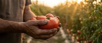 Farmer hands holding fresh ripe tomatoes at sunset in organic garden. Harvest time concept for healthy eating and sustainable agriculture practices.