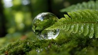 Crystal clear water drop resting on vibrant green fern leaf in forest setting, with natural bokeh background creating dreamy nature macro photography.