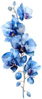 Elegant blue orchid branch with delicate translucent petals on white background, isolated botanical art suitable for wedding stationery and home decor.