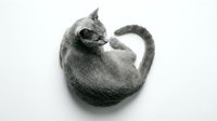 Gray tabby kitten sleeping curled up in ball position on white background isolated for design use in pet care advertising and animal lover projects.