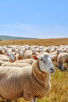 Smiling sheep in foreground with large flock grazing on golden meadow against rolling hills and blue sky, capturing pastoral farm life and animal agriculture.