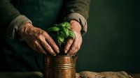 Elderly hands gently protecting young green plant seedling in copper pot, symbolizing care, growth, and environmental conservation concept.