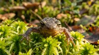 Brown toad sitting on green moss in natural forest habitat during spring season for wildlife photography and nature documentation projects.