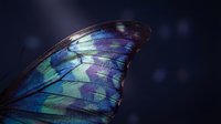 Macro shot of butterfly wing displaying iridescent blue, purple, and green patterns with intricate vein details against dark blurred background for nature and wildlife design projects.
