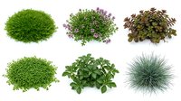 Collection of six different ornamental plants and shrubs isolated on white background for landscaping and garden design projects.