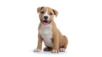 Smiling brown and white pit bull terrier puppy sitting on white background, isolated studio portrait. Friendly expression and natural pose for pet adoption or veterinary use.