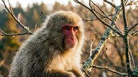 Japanese macaque monkey with red face sitting among bare winter branches in natural forest habitat during golden hour sunlight.