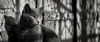 Gray tabby cat sitting against weathered brick wall in urban alley, looking alert with focused expression, suitable for pet, animal behavior, and street photography projects.