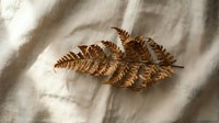 Dried golden fern leaves arranged on natural linen fabric with soft shadows, perfect for autumn botanical designs and organic home decor projects.