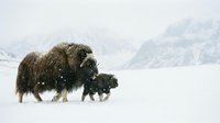 Musk ox mother with calf walking through deep snow in arctic tundra landscape with mountains in background during winter blizzard conditions.