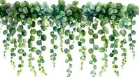 Fresh eucalyptus leaves cascade downward creating natural hanging garland border with delicate green foliage on white background, suitable for wedding design.