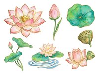 Watercolor lotus flowers and lily pads isolated on white background, ready for design use on textiles, invitations, and decorative projects.