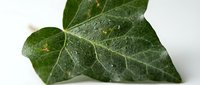 Ivy leaf with water droplets isolated on white background, suitable for botanical designs, nature graphics, and eco-friendly projects.