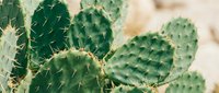 Green prickly pear cactus with flat paddle-shaped segments and sharp spines in natural desert environment for botanical and landscaping projects.