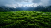 Dramatic mountain landscape with vibrant green meadow in foreground and misty peaks shrouded in stormy clouds, creating atmospheric wilderness scene.